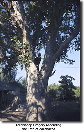 Archbishop Gregory Ascending the Tree of Zacchaeos