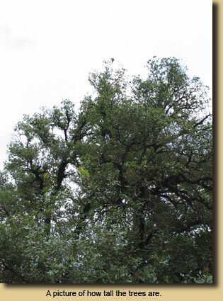 A picture of how tall the trees are.
