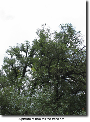 A picture of how tall the trees are.