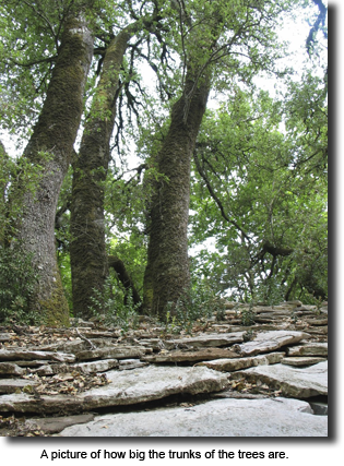 A picture of how big the trunks of the trees are.